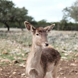 Natural Bridge Wildlife Ranch - Free roam animals.