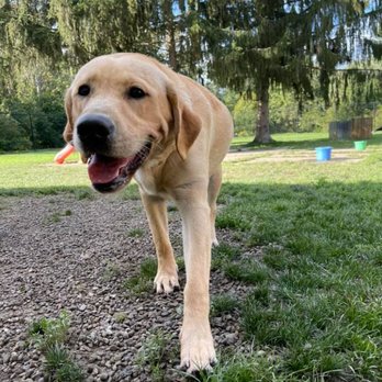 Creature Comforts Pet Resort - Pet Training Near Me - Angola, New York