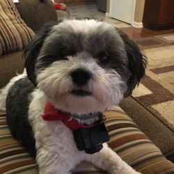 Yuppy Puppy Spa & Pet Boutigue - Daisy