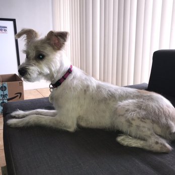 Dog's Best Friend - Pet Groomers Near Me - North Miami, Florida