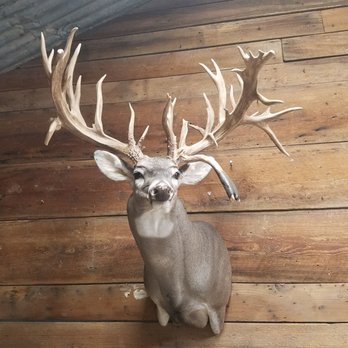 Alpha Taxidermy - Taxidermy Near Me - Terrell, Texas Alpha Taxidermy - Taxidermy Near Me - Terrell, Texas