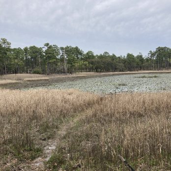 Carolina Beach State Park - Lily pons - Parks Near Me - Carolina Beach, North Carolina Carolina Beach State Park - Lily pons - Parks Near Me - Carolina Beach, North Carolina