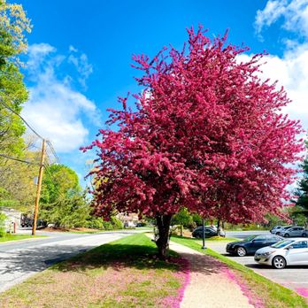 Deerfield Forest - Apartments Near Me - Natick, Massachusetts