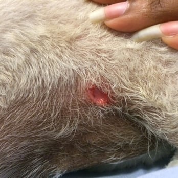 Barks N' Bubbles Mobile Grooming - This is the deep cut on my dog that groomer did... Unacceptable - Pet Groomers Near Me Barks N' Bubbles Mobile Grooming - This is the deep cut on my dog that groomer did... Unacceptable - Pet Groomers Near Me
