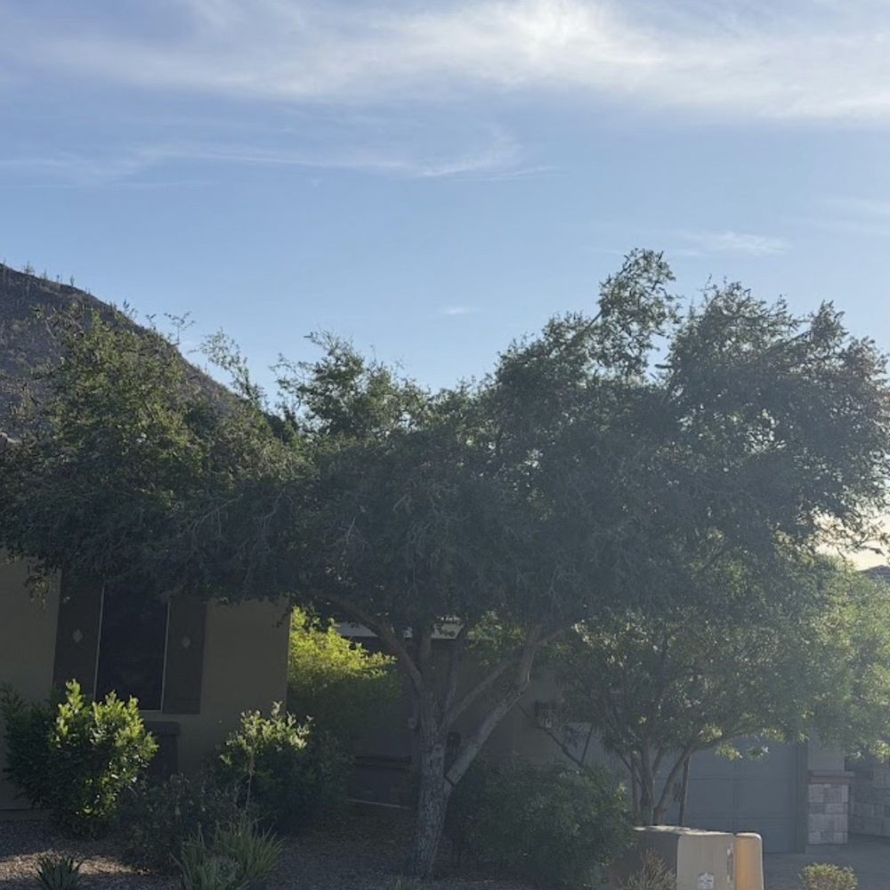 Valley Tree Care - Tree Services Near Me - Phoenix, Arizona Valley Tree Care - Tree Services Near Me - Phoenix, Arizona