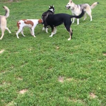 Morgan Hill Dog Park - Maya is the black/white husky in the middle - Dog Parks Near Me - Morgan Hill, California Morgan Hill Dog Park - Maya is the black/white husky in the middle - Dog Parks Near Me - Morgan Hill, California