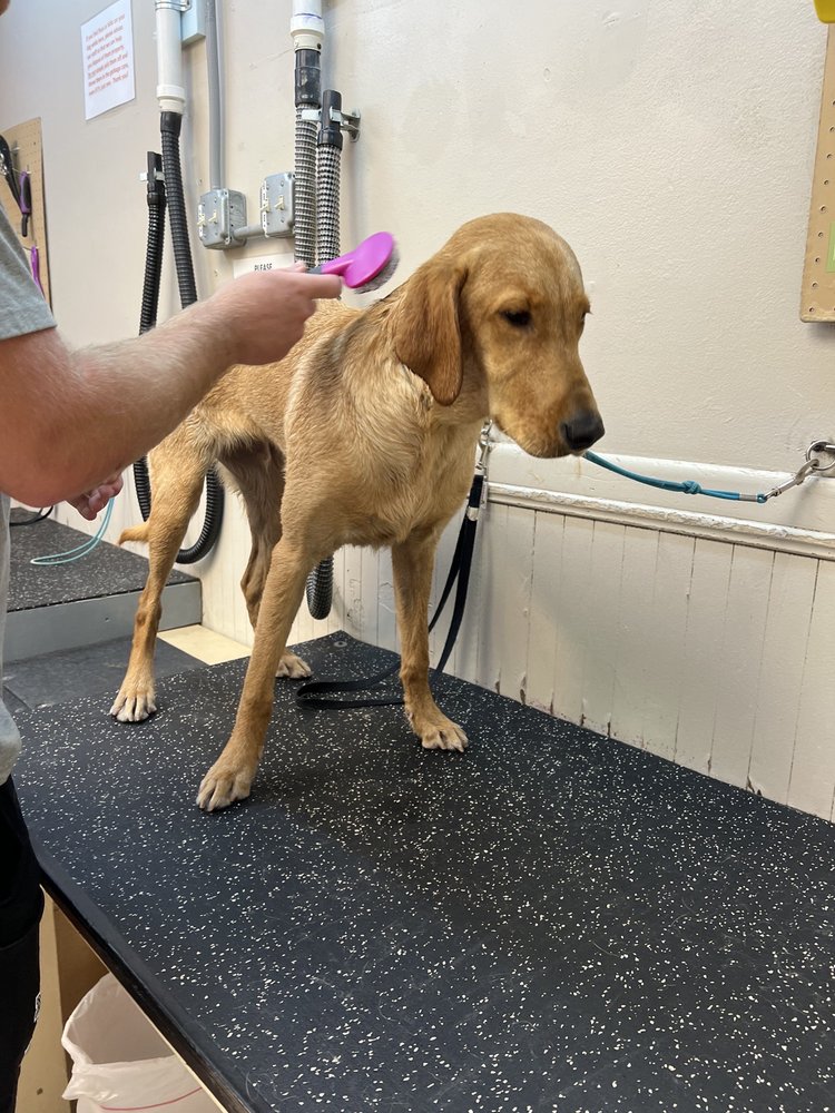 THE CANINE SCRUB Updated October 2024 16 Reviews 4130 S 48th St