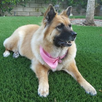 Dogs Etc - Bailey looks beautiful - Pet Groomers Near Me - Newhall, California