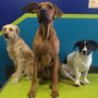 Photo of Dog School