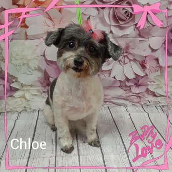 My Cute Pawz - Pet Groomers Near Me - Lawrenceville, Georgia My Cute Pawz - Pet Groomers Near Me - Lawrenceville, Georgia