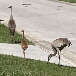 Walden Woods South - Sand cranes