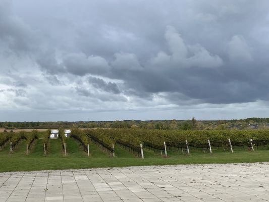 Ravine Vineyard Estate Winery by null