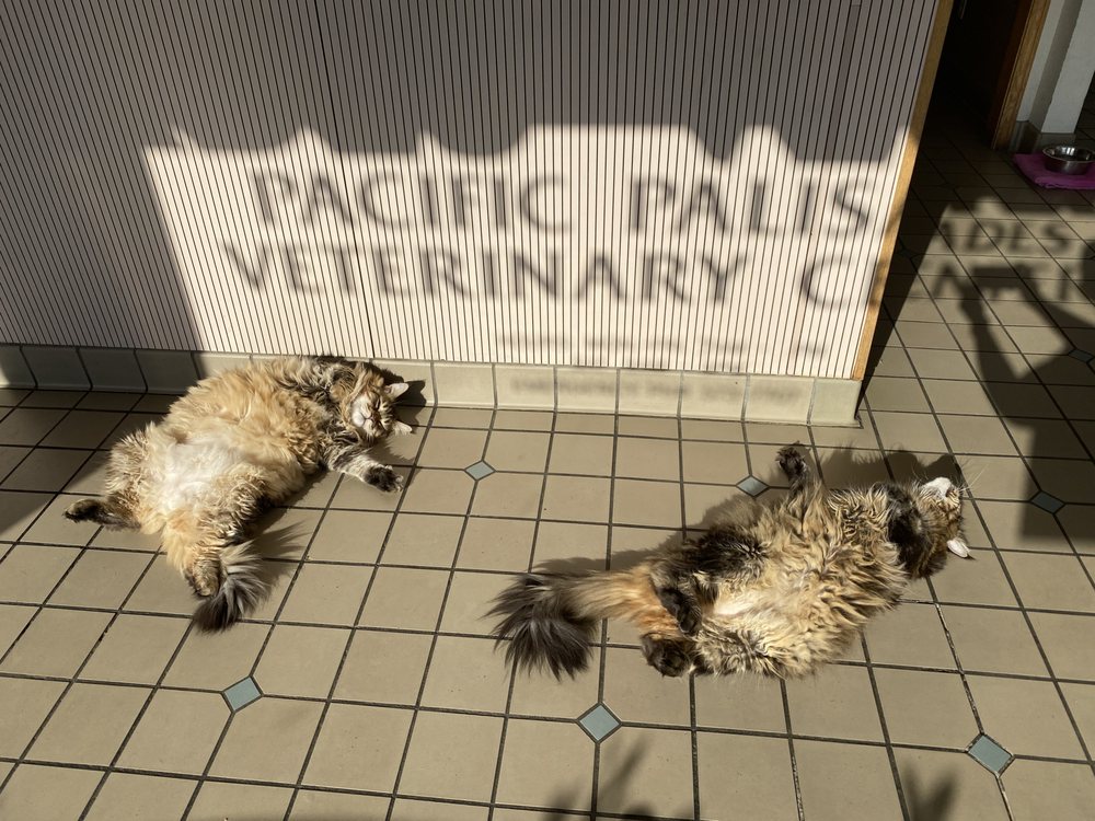 palisades animal hospital