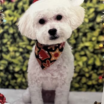 The Dog Whisperer - Pet Training Near Me The Dog Whisperer - Pet Training Near Me