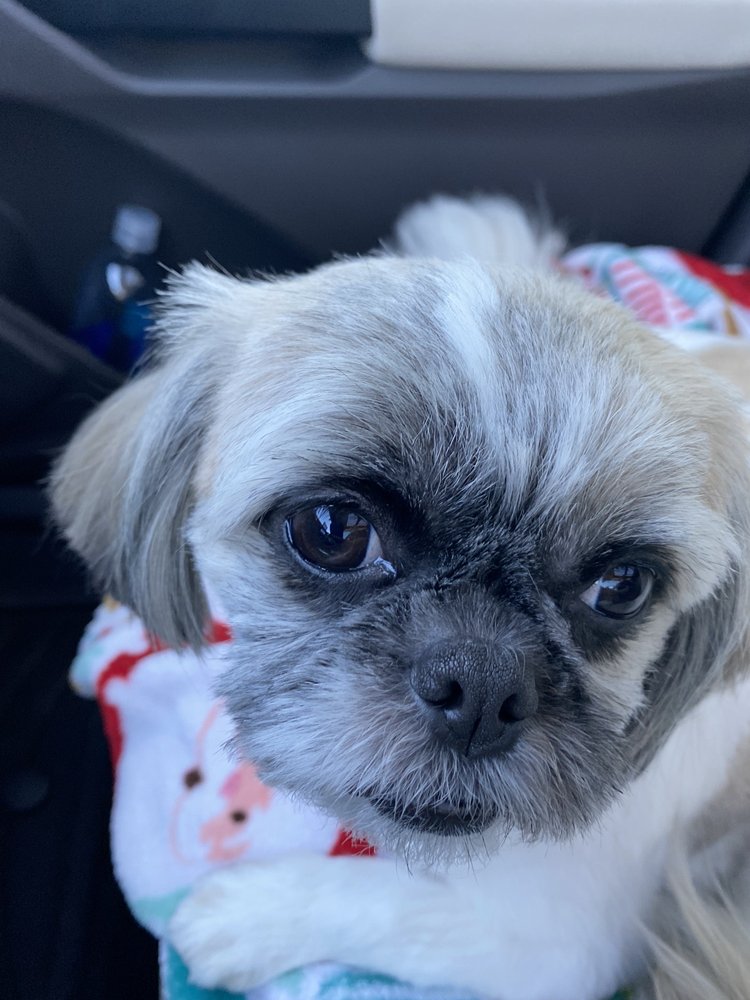 CAROL’S DOG GROOMING - 16 Photos & 30 Reviews - 973 East Ave, Chico, CA - Yelp CAROL’S DOG GROOMING - 16 Photos & 30 Reviews - 973 East Ave, Chico, CA - Yelp