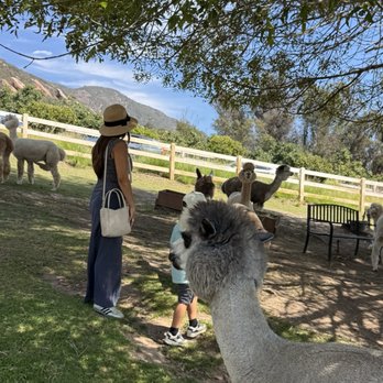 Canzelle Alpacas - Farms Near Me - Carpinteria, California Canzelle Alpacas - Farms Near Me - Carpinteria, California