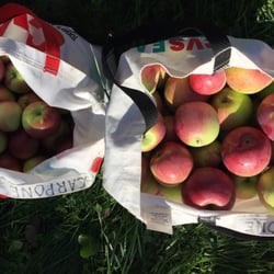 Lyon Orchard - Lots and lots of delicious apples