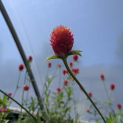 Fred's Greenhouse & Nursery