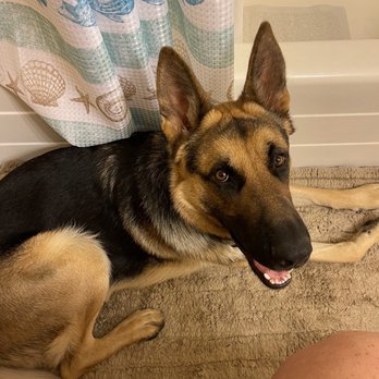 German Shepherd Breeder - Aquiles - Pet Breeders Near Me German Shepherd Breeder - Aquiles - Pet Breeders Near Me
