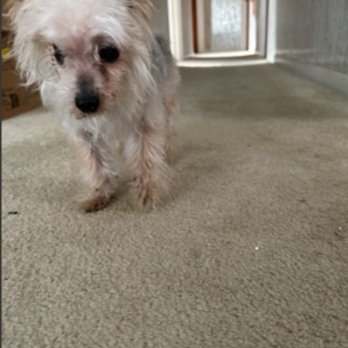 Sylvia's Pet Care - Before, and after a long summer at our cabin. - Pet Groomers Near Me - Niles, Illinois