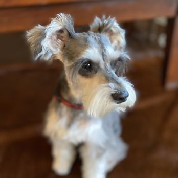 plush puppy pet salon