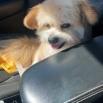 Barking Lot Pet Styling - Simba leaving the barking lot with his fresh hairdo!! - Pet Groomers Near Me - Stockton, California Barking Lot Pet Styling - Simba leaving the barking lot with his fresh hairdo!! - Pet Groomers Near Me - Stockton, California