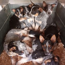 Remnant Farms Feed and Supply - This looks healthy- keep breeding backyard dogs! No ethical breeder would allow this!