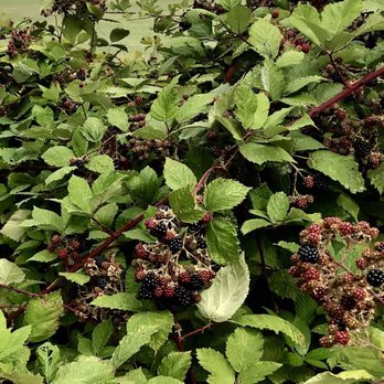 Erratic Rock State Natural Area - Himalayan blackberries along the path - yum - Hiking Near Me - McMinnville, Oregon