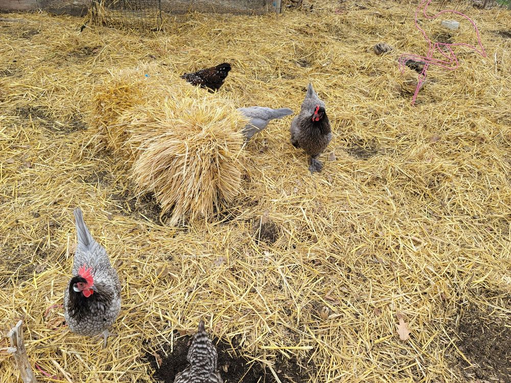 City Sprouts - social services organization in Omaha, NE