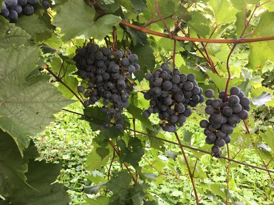 Arbor Hill Grapery & Winery by null