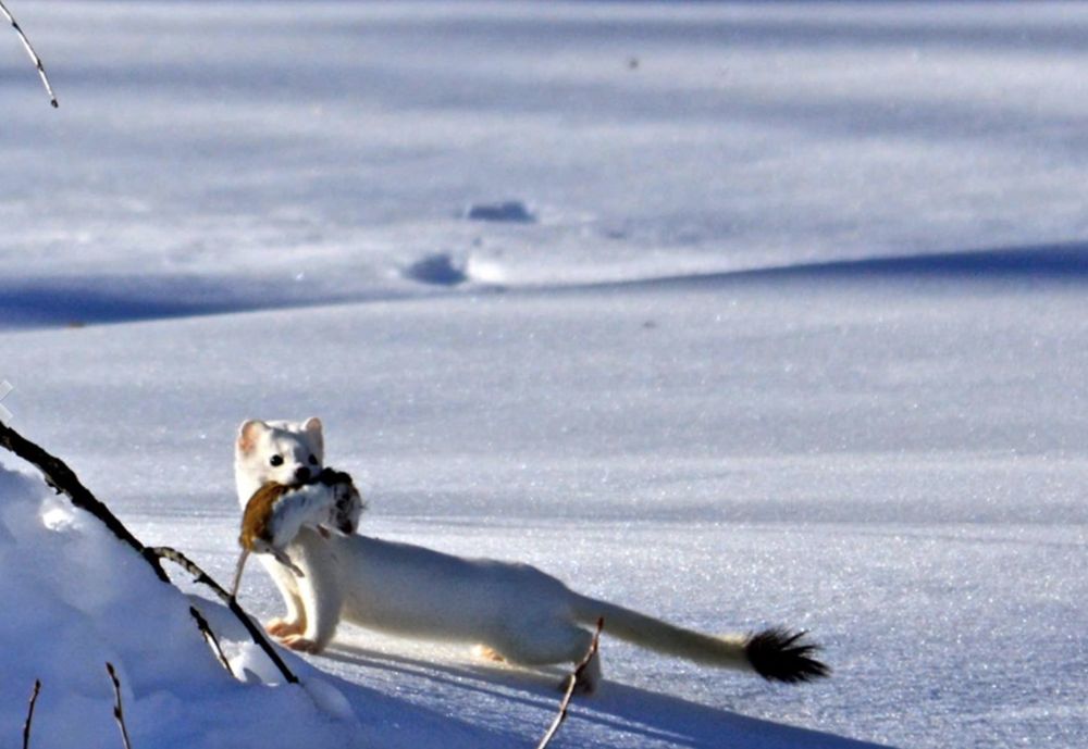Rocky Mountain Outfitters - equestrian in Midway, UT