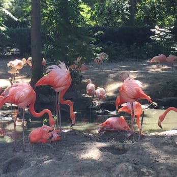Denver Zoo - Flamingos - Zoos Near Me - Denver, Colorado Denver Zoo - Flamingos - Zoos Near Me - Denver, Colorado