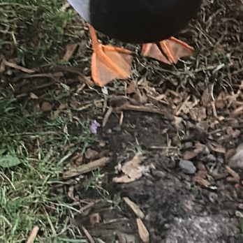 Beaverton Transit Center - Ducks are looking and smiling at the camera again - Bus Stations Near Me - Beaverton, Oregon