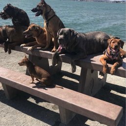 Cultured Hounds Honey & Baloo