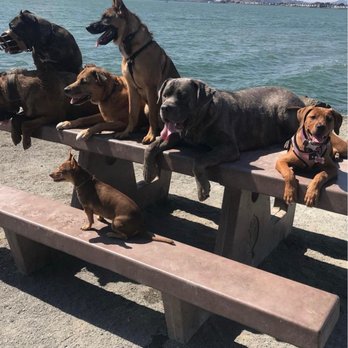 Cultured Hounds - Cultured Hounds Honey & Baloo - Pet Training Near Me
