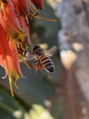Harry Bridges Memorial Park by null