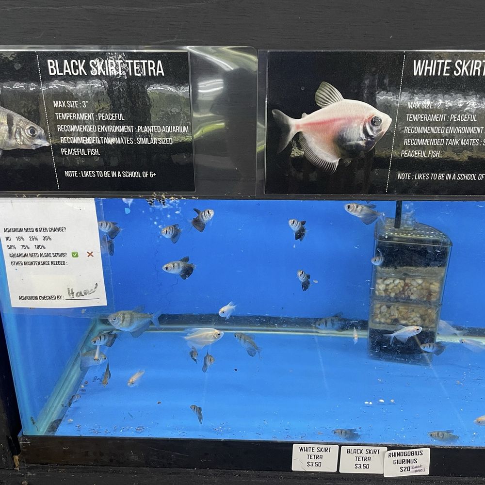 MastahBetta Fish Shop - Information cards about the fish - Local Fish Stores Near Me - Honolulu, Hawaii