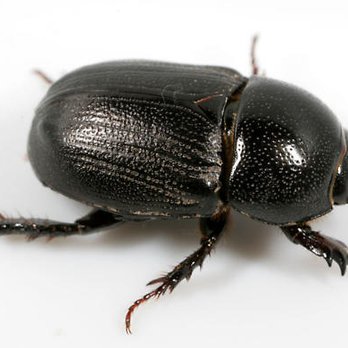 Rogue Pest Solutions - Pest Control Near Me - Chelsea, Alabama Rogue Pest Solutions - Pest Control Near Me - Chelsea, Alabama