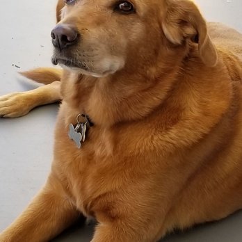 Escondido Veterinary Emergency - Sandy Hilperts - Emergency Pet Hospital Near Me - Escondido, California Escondido Veterinary Emergency - Sandy Hilperts - Emergency Pet Hospital Near Me - Escondido, California