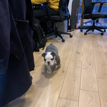 WeWork - More puppies in the office! - Shared Office Spaces Near Me - San Diego, California WeWork - More puppies in the office! - Shared Office Spaces Near Me - San Diego, California