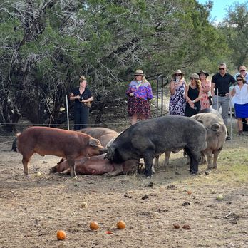 Outstanding In The Field - Terra Purezza piggies - Party & Event Planning Near Me Outstanding In The Field - Terra Purezza piggies - Party & Event Planning Near Me