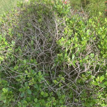 Massey Services - Shrub with bagworm damage - Pest Control Near Me - Wildwood, Florida Massey Services - Shrub with bagworm damage - Pest Control Near Me - Wildwood, Florida