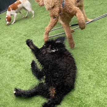Central Bark Rochester - Riza getting pounced on by her best friend at doggy daycare - Pet Groomers Near Me - Rochester, Minnesota Central Bark Rochester - Riza getting pounced on by her best friend at doggy daycare - Pet Groomers Near Me - Rochester, Minnesota