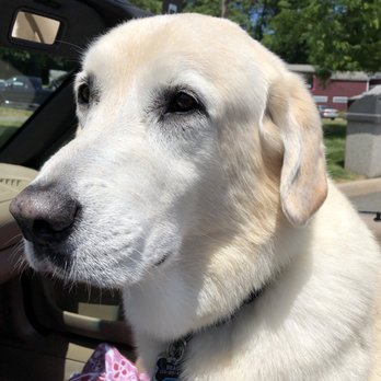 Prospect Veterinary Hospital - Beau - Veterinarians Near Me - Prospect, Connecticut