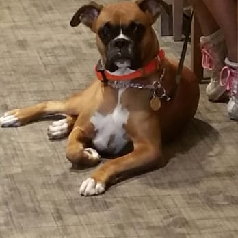 Park Place Lexus Grapevine - It's dog friendly too :) - Car Dealers Near Me - Grapevine, Texas