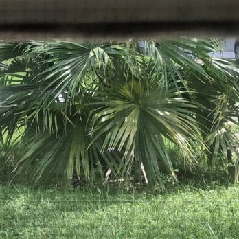 Tree Kings Florida - BEFORE SCALPING - Tree Services Near Me - Ormond Beach, Florida