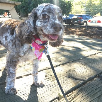 Walk This Way Dogs - Pennylane hanging out on the dock - Dog Walkers Near Me