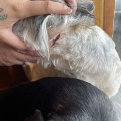 Pet Grooming by Debbie - A cut near the neck