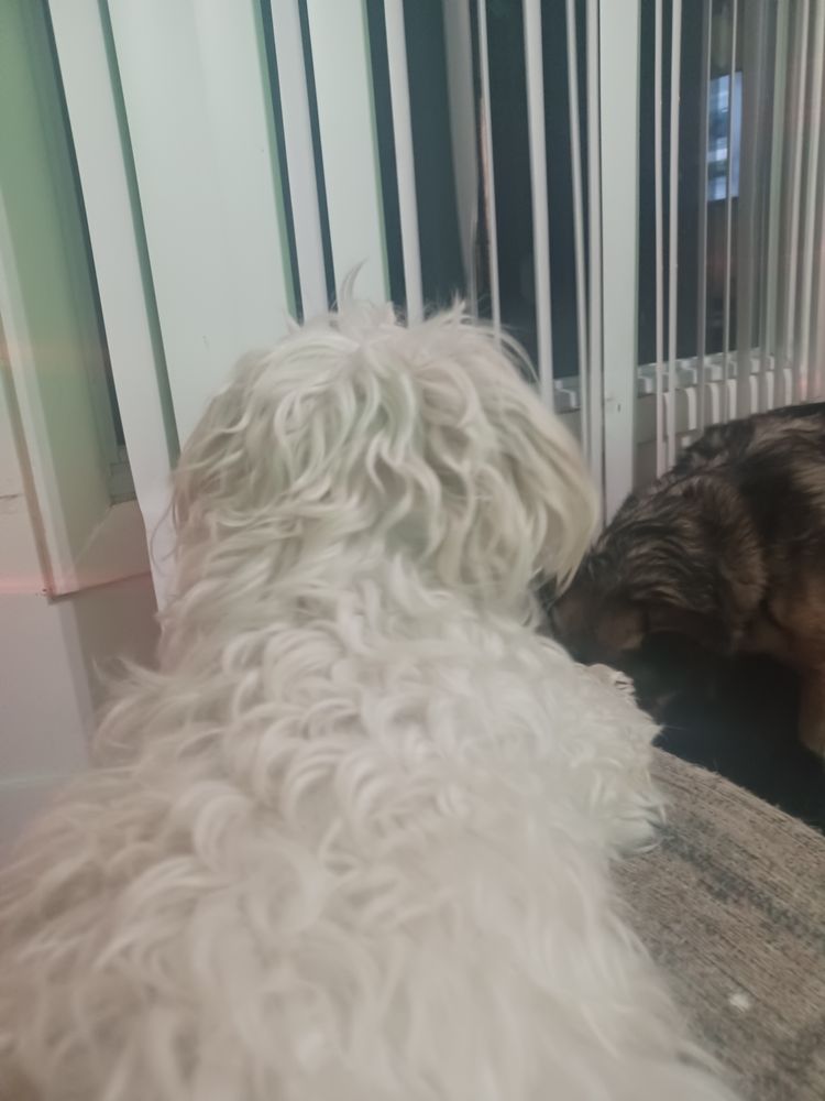 AUTUMNS PET CARE Updated May 2024 Eastpointe, Michigan Pet