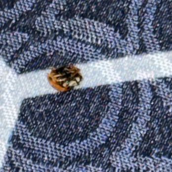 Rainbow Motel - Dead bug found on bed sheets. - Hotels Near Me - Douglassville, Pennsylvania Rainbow Motel - Dead bug found on bed sheets. - Hotels Near Me - Douglassville, Pennsylvania